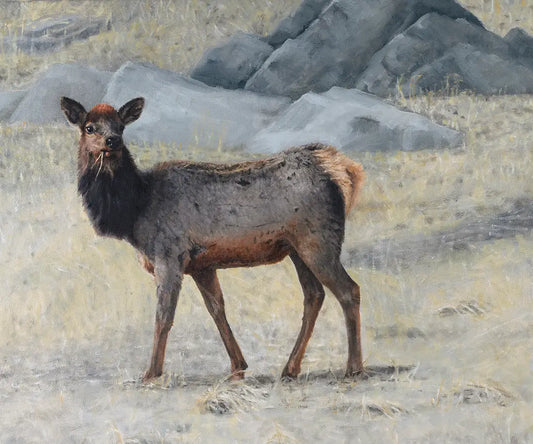 Soda Creek Elk - Fine Art Print