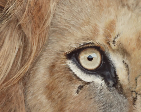 Lion's Eye - Fine Art Print