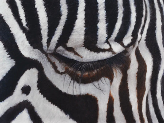 The Sad Zebra - Fine Art Print