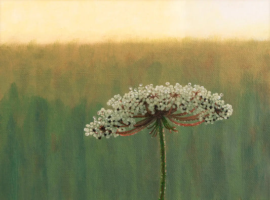 Wild Carrot Flower in the Morning - Fine Art Print