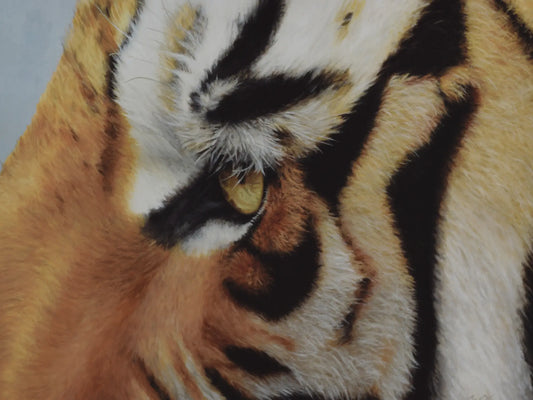 Tiger Eye - Fine Art Print