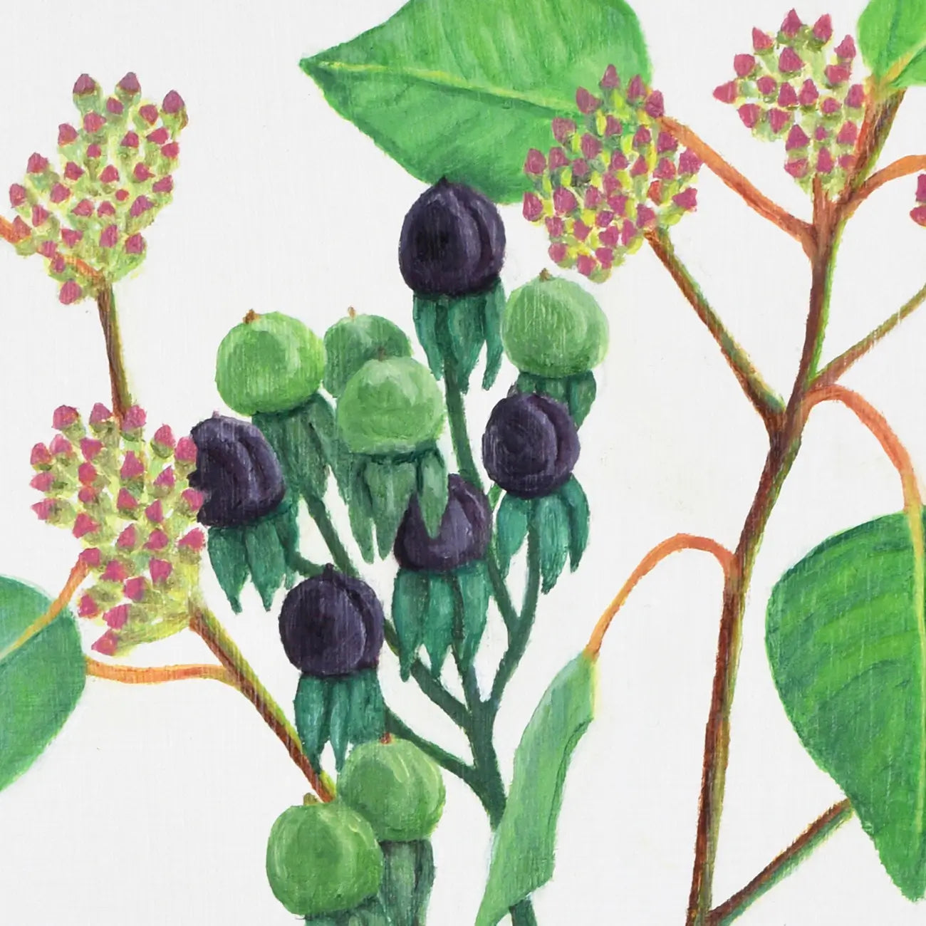 Seeded Eucalyptus and Hypericum Berries 14x11"