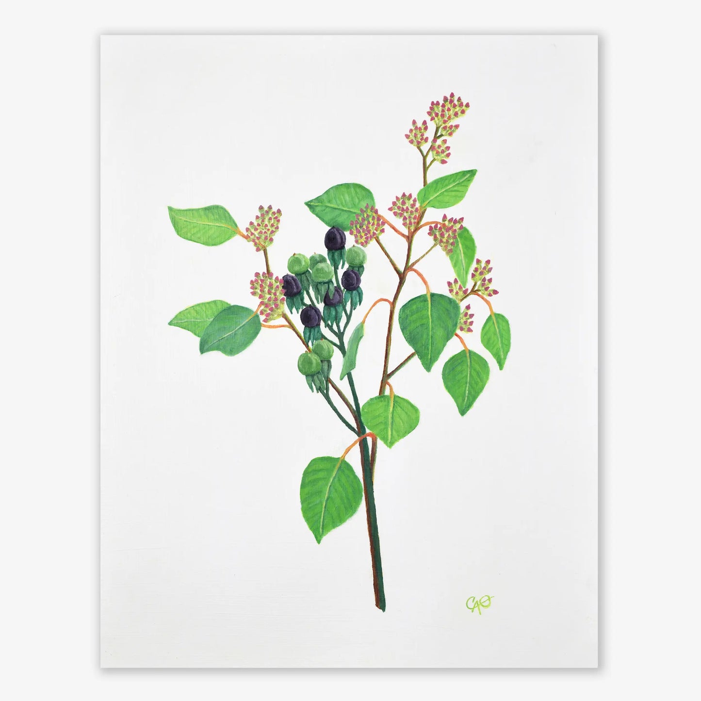 Seeded Eucalyptus and Hypericum Berries 14x11"