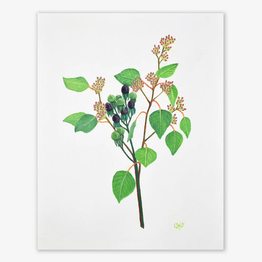 Seeded Eucalyptus and Hypericum Berries 14x11"