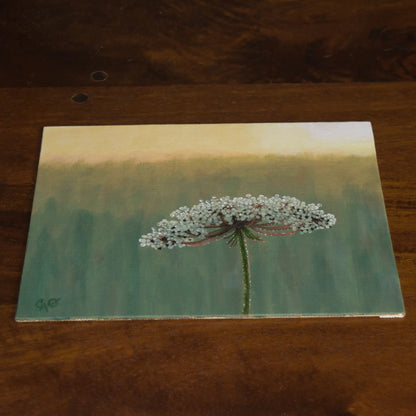 Wild Carrot Flower in the Morning 6x8"
