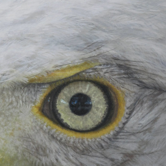 Eagle Eye 16x20"