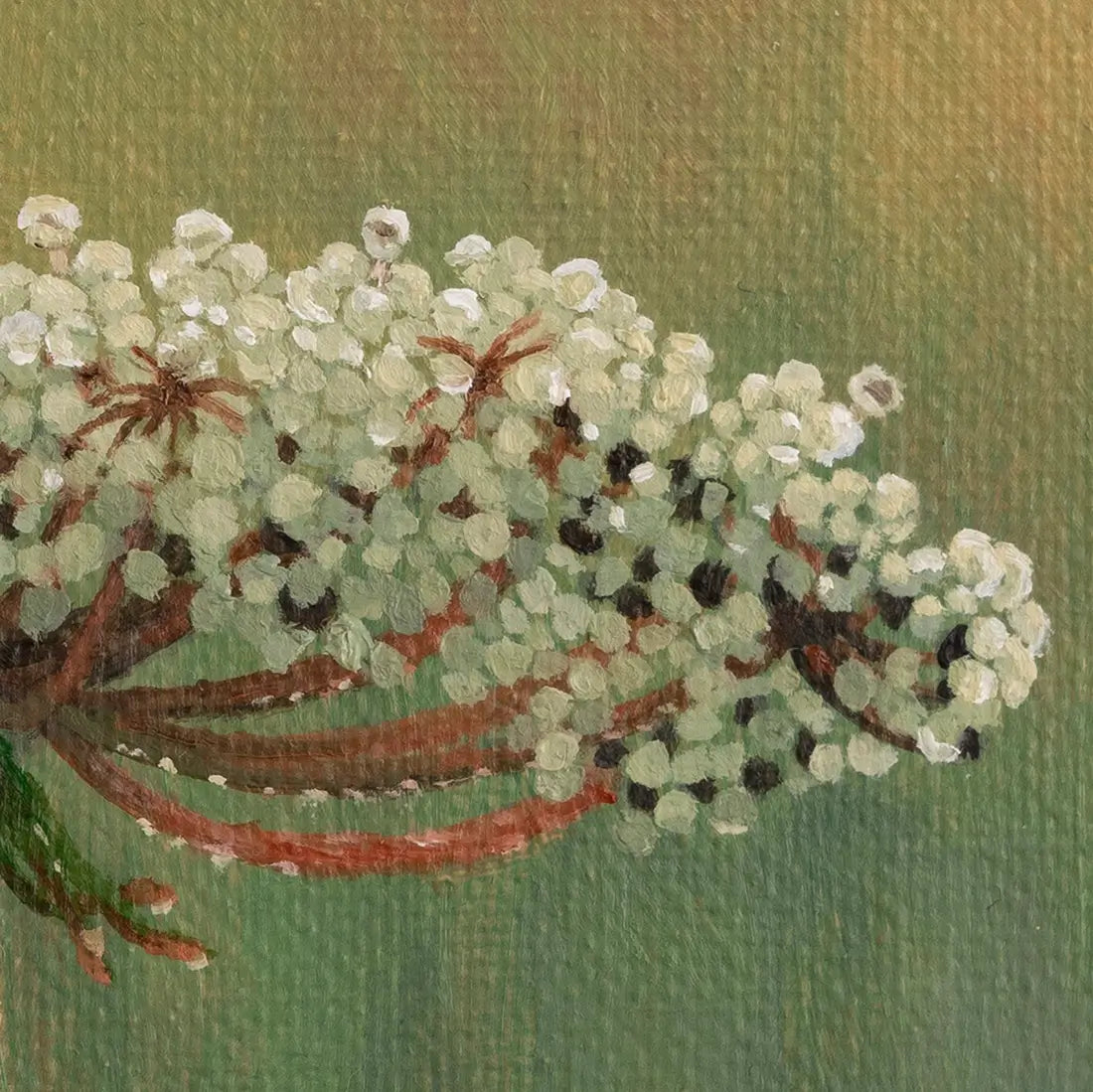 Wild Carrot Flower in the Morning 6x8"