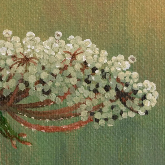 Wild Carrot Flower in the Morning 6x8"
