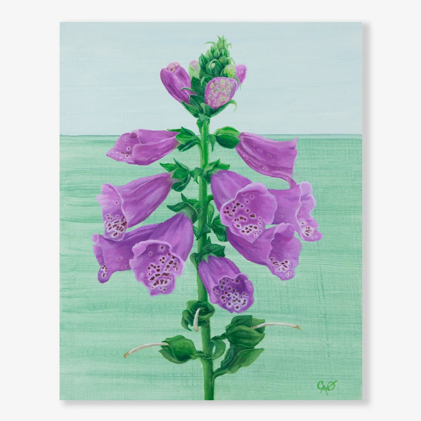 Candy Mountain Foxglove 10x8"