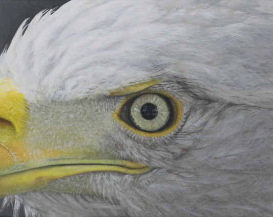 Eagle Eye - Fine Art Print