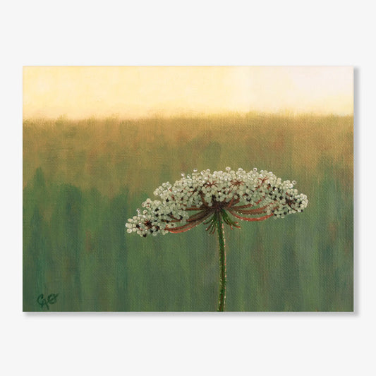 Wild Carrot Flower in the Morning 6x8"