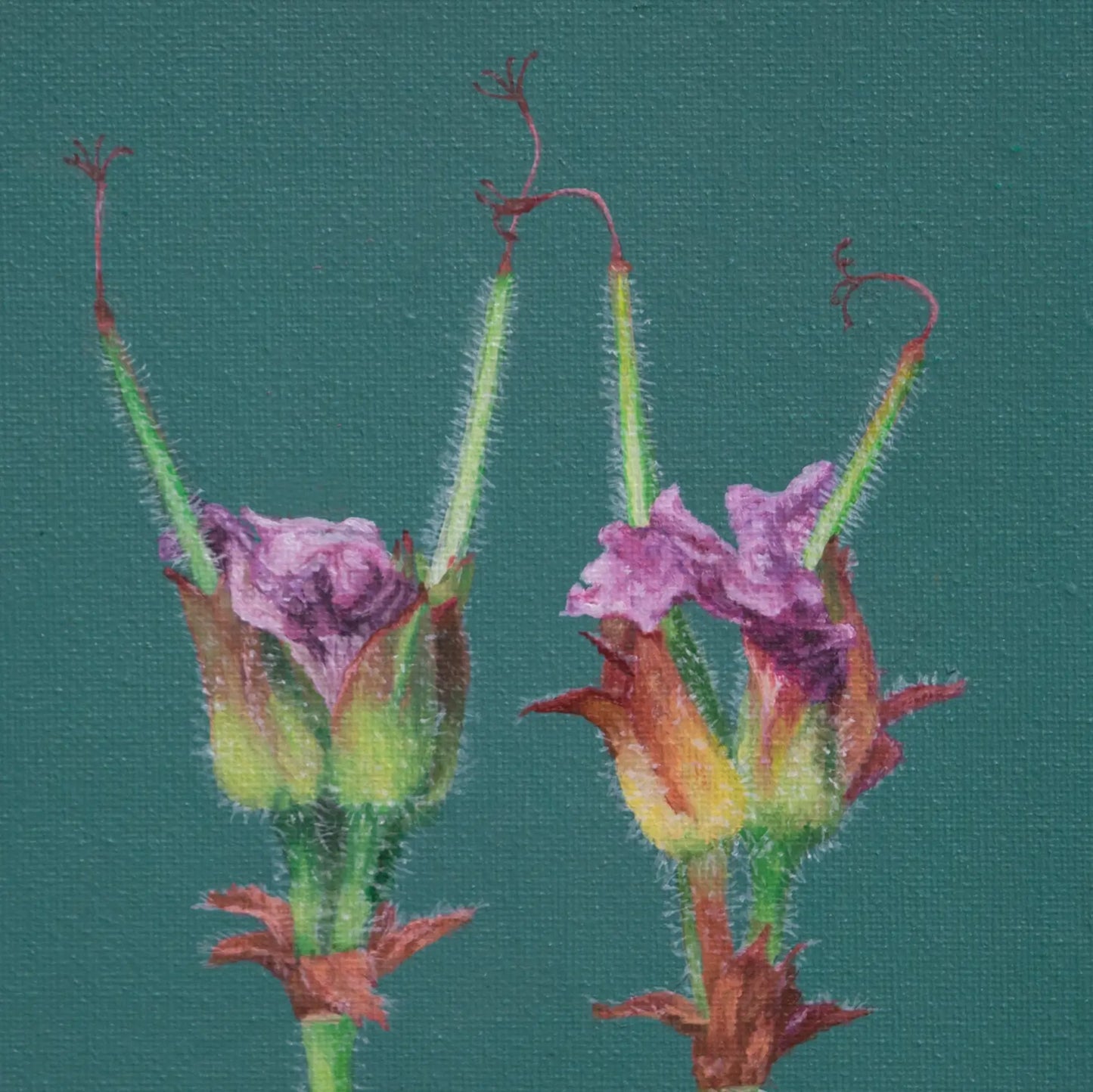 Rose Geraniums 10x8"