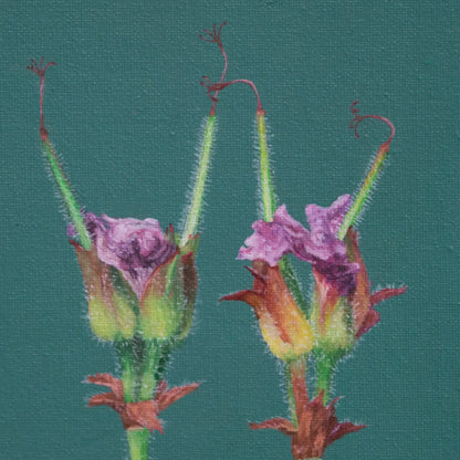 Rose Geraniums 10x8"