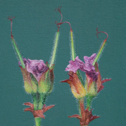 Rose Geraniums 10x8"