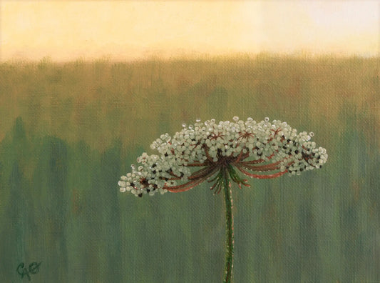 Wild Carrot Flower in the Morning 6x8"