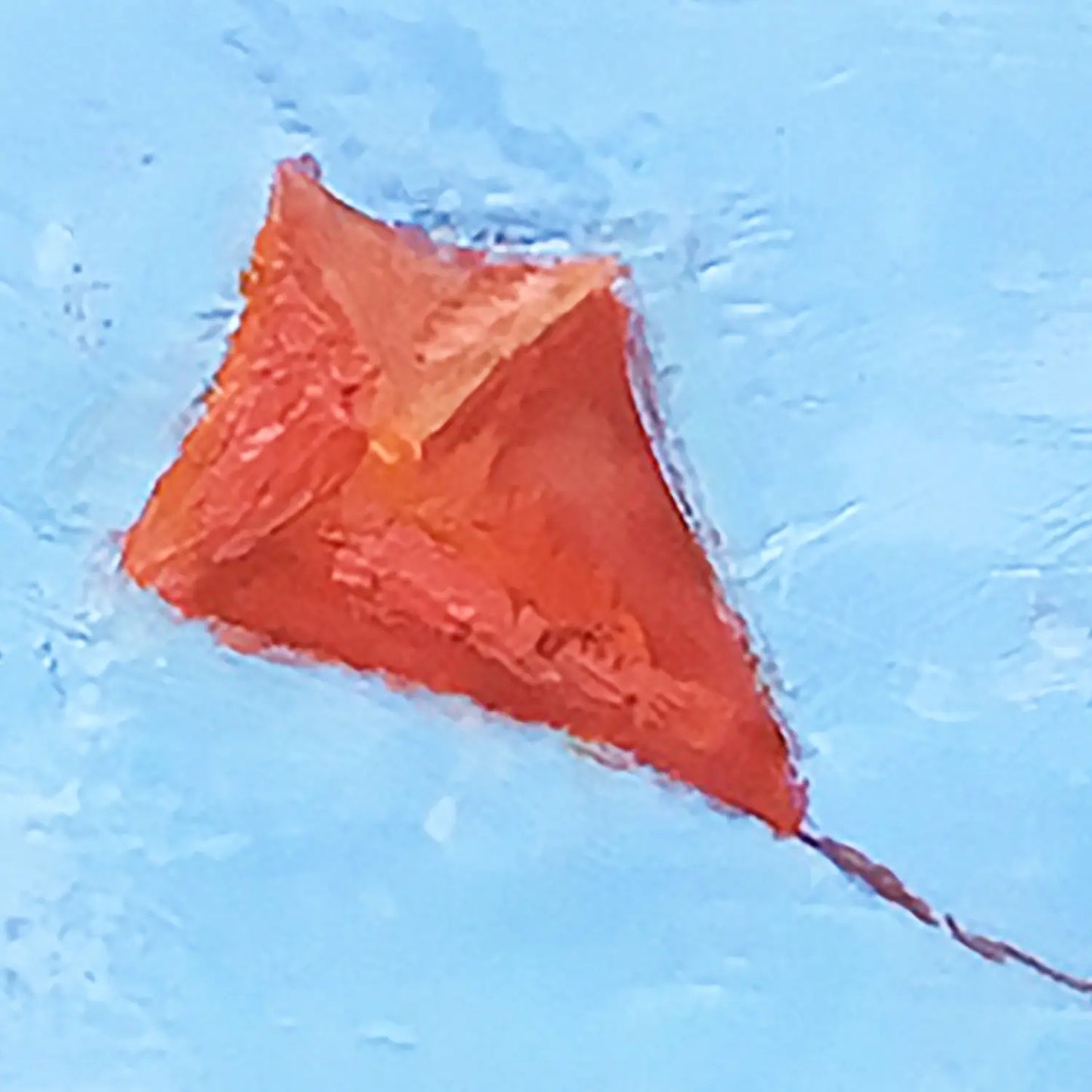 Orange Kite 8x8"