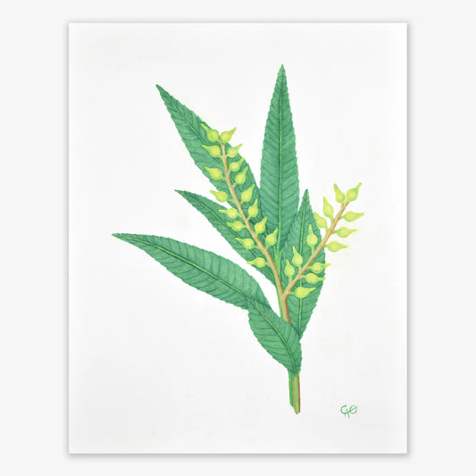 Green Willow Eucalyptus 14x11"