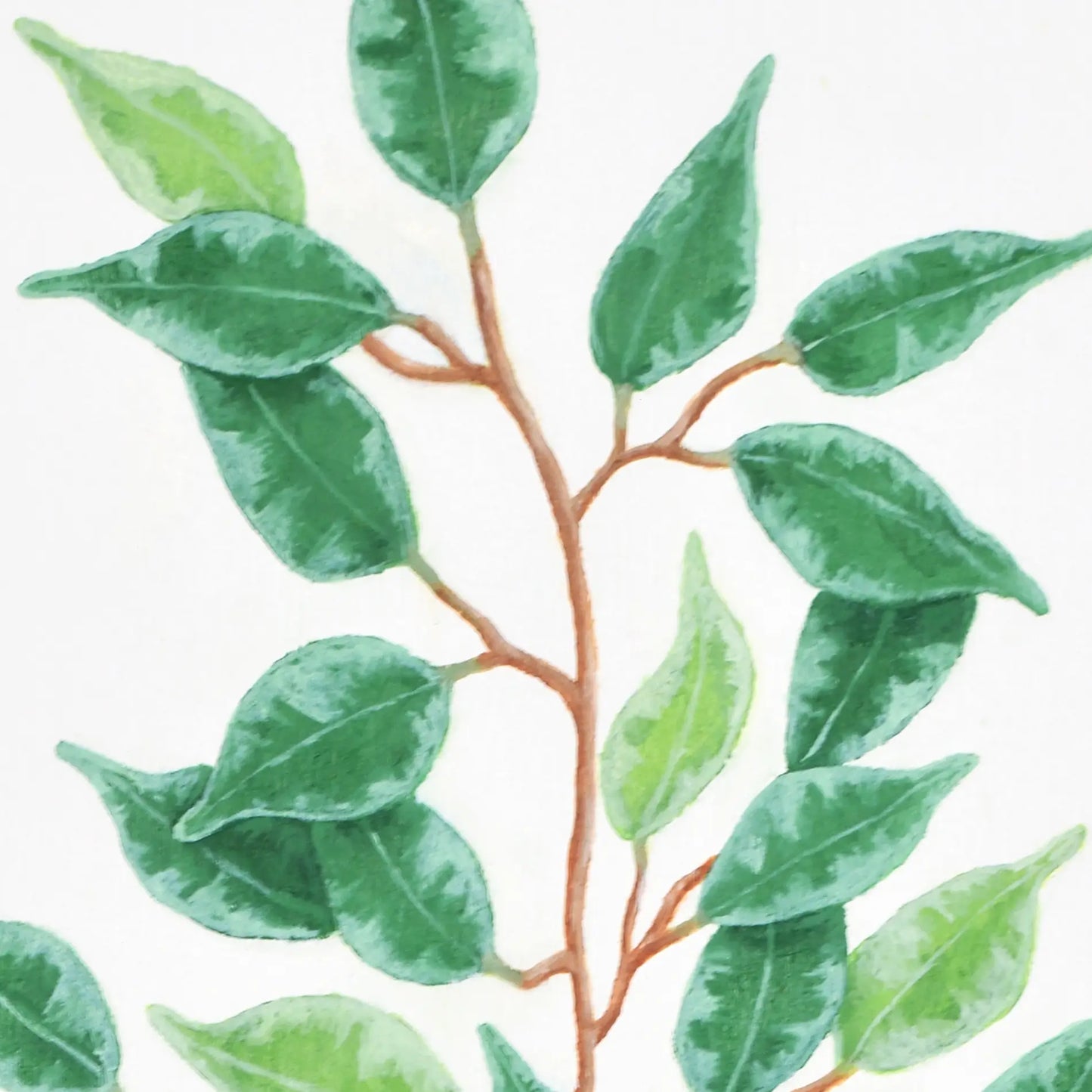 Ficus Benjamina 14x11"