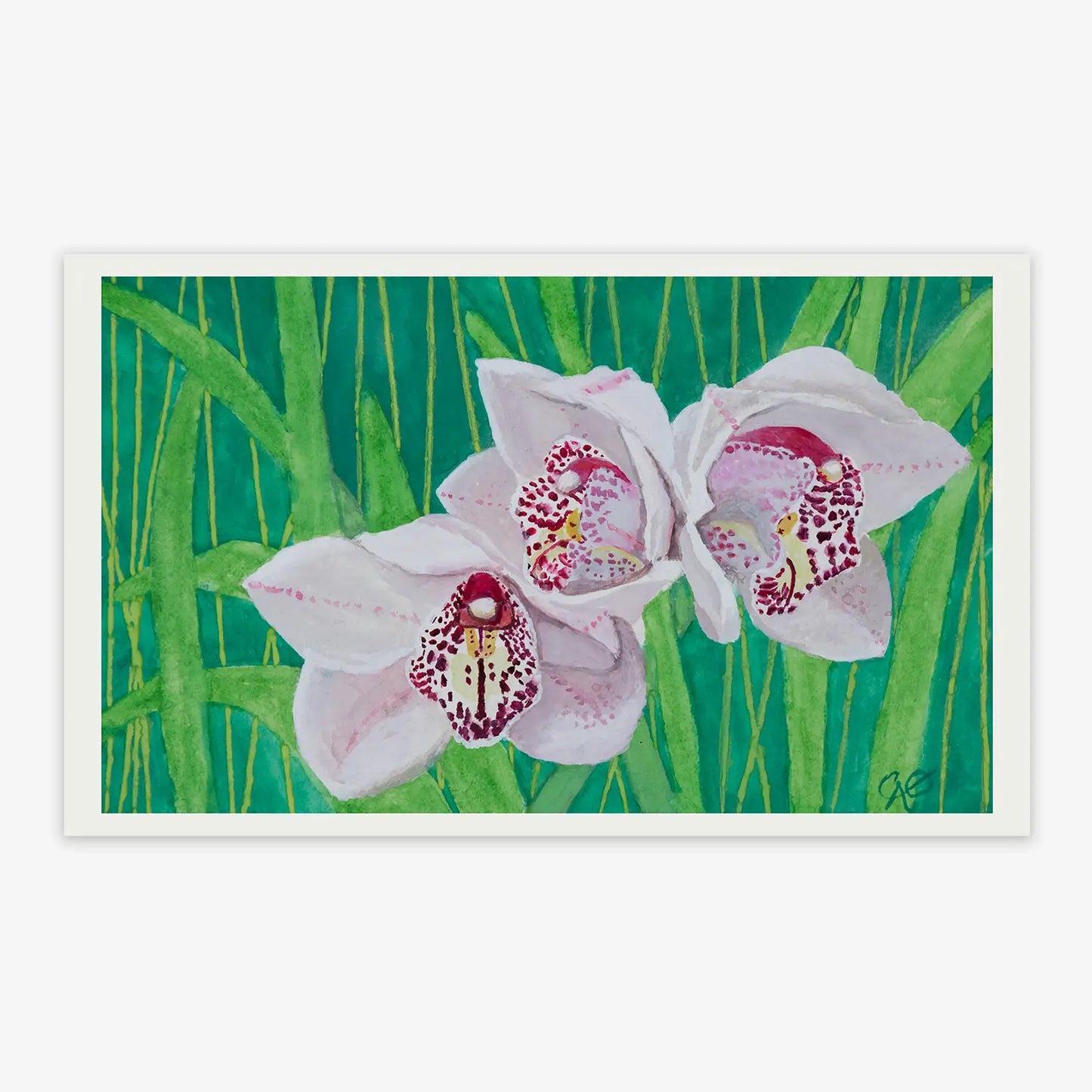 Boat Orchid Beauties 5x8"
