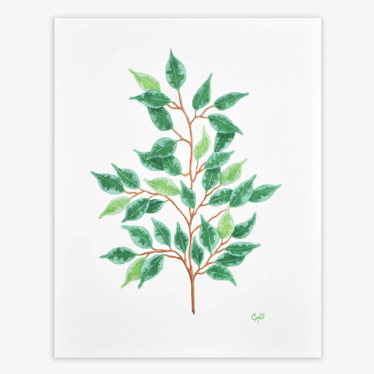 Ficus Benjamina 14x11"