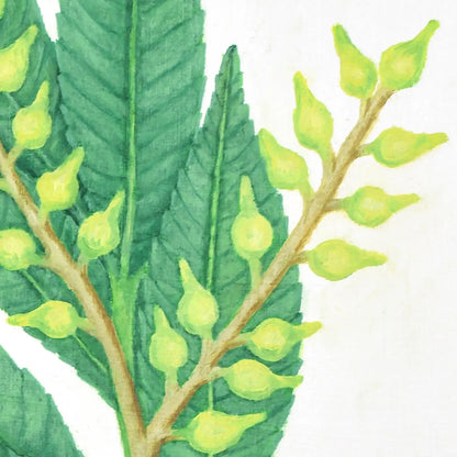 Green Willow Eucalyptus 14x11"