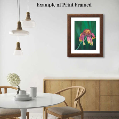 Kathleen's Flower - Fine Art Print