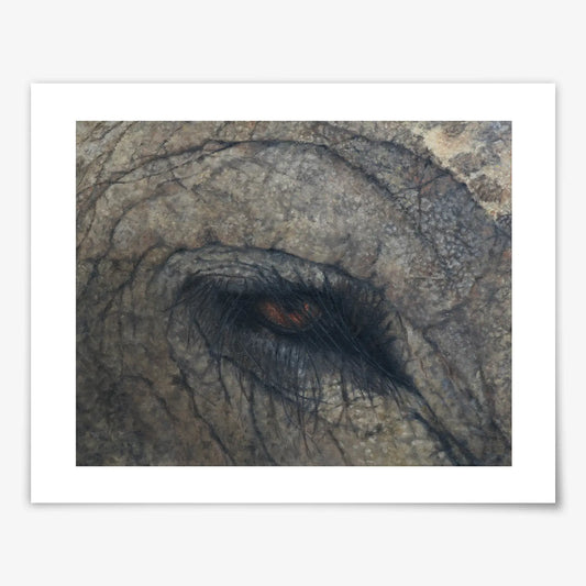 Elephant Eye - Fine Art Print