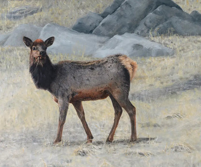 Soda Creek Elk - Fine Art Print