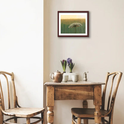 Wild Carrot Flower in the Morning - Fine Art Print