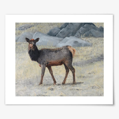 Soda Creek Elk - Fine Art Print