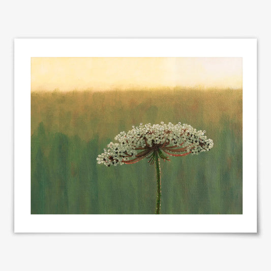 Wild Carrot Flower in the Morning - Fine Art Print