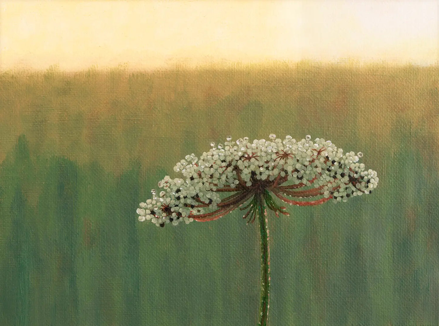 Wild Carrot Flower in the Morning - Fine Art Print