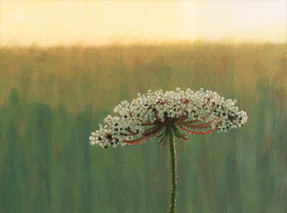 Wild Carrot Flower in the Morning - Fine Art Print