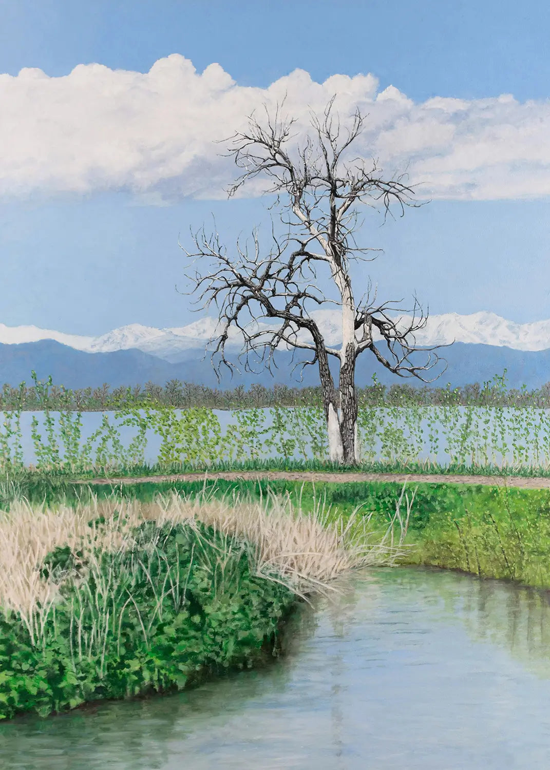 Barr Lake Tree - Fine Art Print